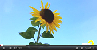 Screenshot: Sonnenblume vor blauem Himmel Sonnenblume